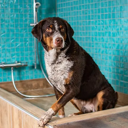 Magdalena Im Zillertal - Urlaub Mit Hund Ried im Zillertal