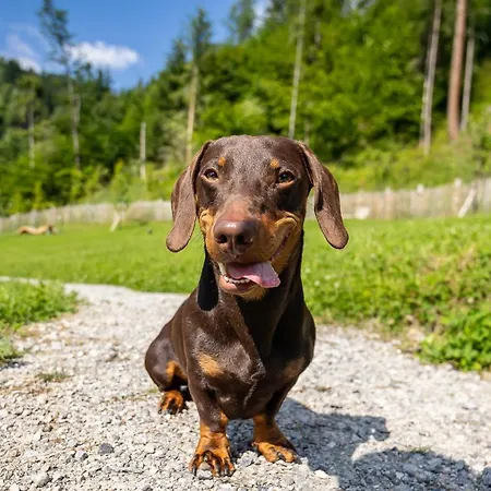 Magdalena Im Zillertal - Urlaub Mit Hund Hotel 4*
