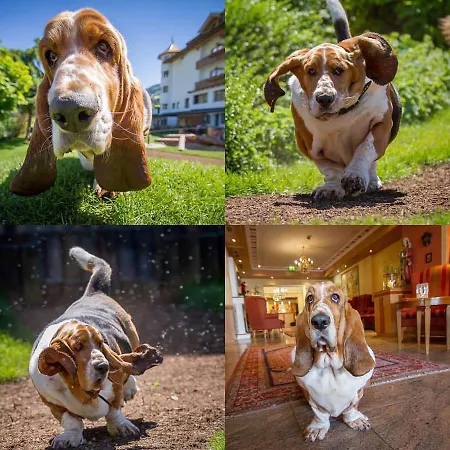 Magdalena Im Zillertal - Urlaub Mit Hund Hotel