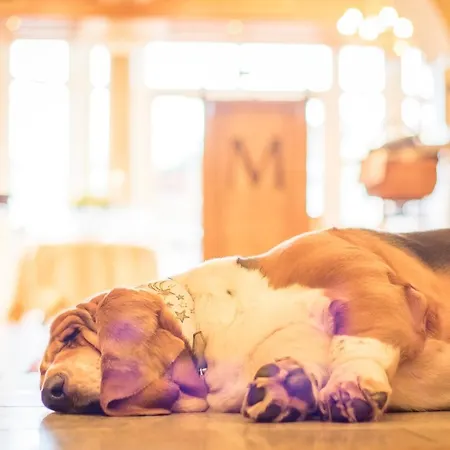 Magdalena Im Zillertal - Urlaub Mit Hund Hotel 4*
