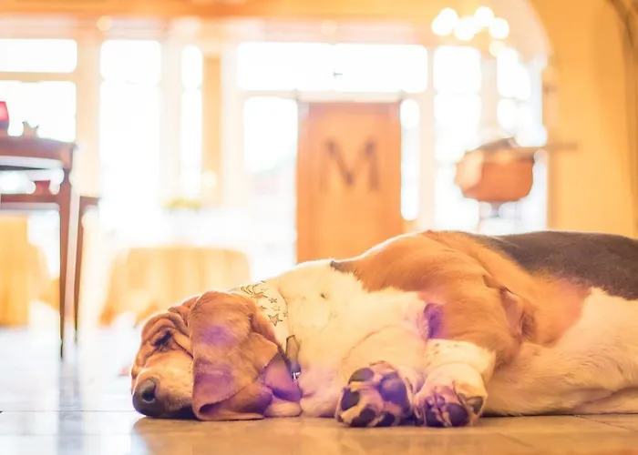 Magdalena Im Zillertal - Urlaub Mit Hund Hotel 4*