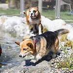 Magdalena Im Zillertal - Urlaub Mit Hund