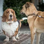 Magdalena Im Zillertal - Urlaub Mit Hund Ried im Zillertal