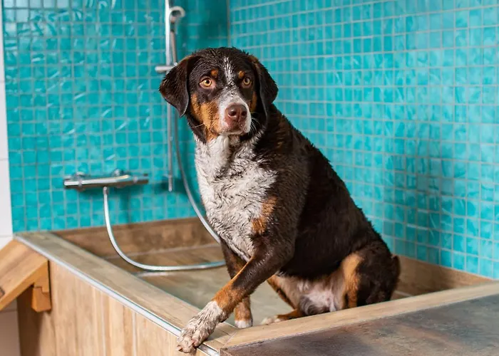 Magdalena Im Zillertal - Urlaub Mit Hund 齐勒河谷的里德