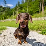 Magdalena Im Zillertal - Urlaub Mit Hund ホテル 4*