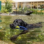 Magdalena Im Zillertal - Urlaub Mit Hund ホテル 4*