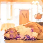 Magdalena Im Zillertal - Urlaub Mit Hund ホテル 4*