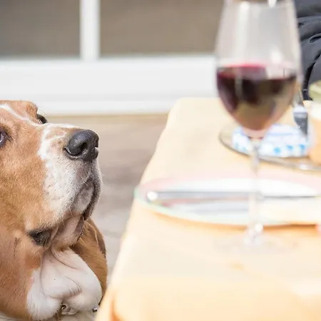 Magdalena Im Zillertal - Urlaub Mit Hund Hotel Ried im Zillertal