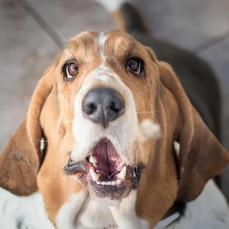 Magdalena Im Zillertal - Urlaub Mit Hund 4* Ried im Zillertal