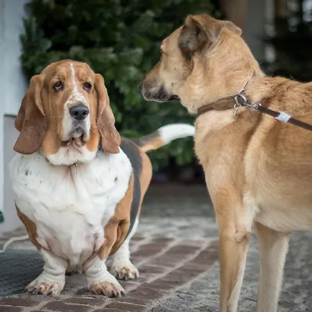 Magdalena Im Zillertal - Urlaub Mit Hund Ried im Zillertal