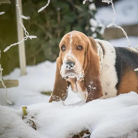 Magdalena Im Zillertal - Urlaub Mit Hund