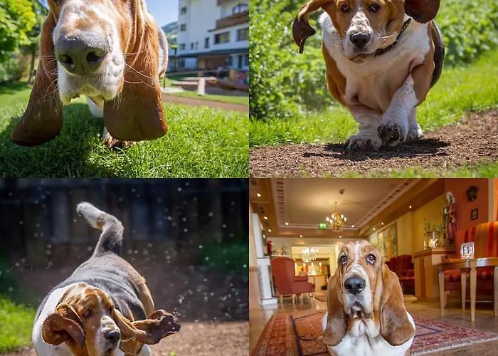 Magdalena Im Zillertal - Urlaub Mit Hund Hotel