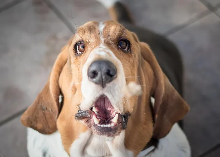 Magdalena Im Zillertal - Urlaub Mit Hund 4* Ried im Zillertal