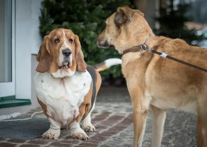 Magdalena Im Zillertal - Urlaub Mit Hund Ried im Zillertal