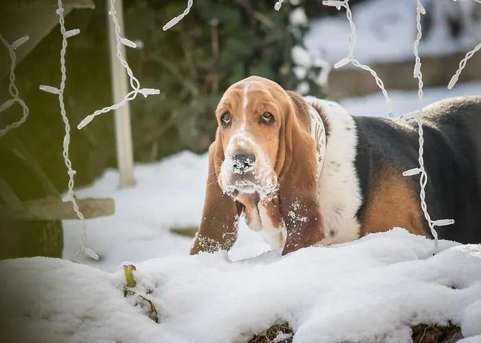 Magdalena Im Zillertal - Urlaub Mit Hund